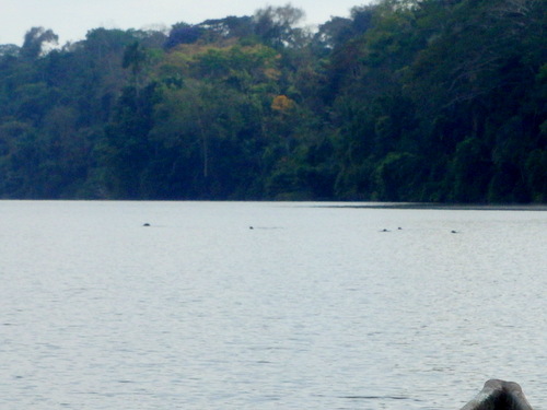 Lago Sandavol (Reserva Nacional Tambopata), Amazon, Peru.